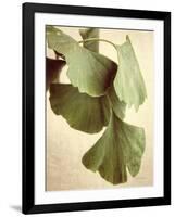 Gingko Color-Debra Van Swearingen-Framed Art Print