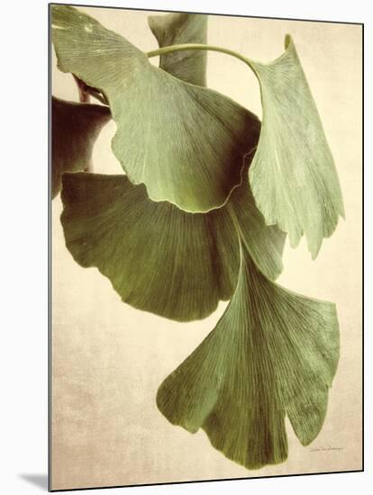 Gingko Color-Debra Van Swearingen-Mounted Art Print