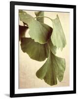 Gingko Color-Debra Van Swearingen-Framed Art Print