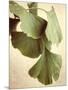 Gingko Color-Debra Van Swearingen-Mounted Art Print