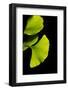 Gingko I-Philippe Sainte-Laudy-Framed Photographic Print