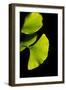 Gingko I-Philippe Sainte-Laudy-Framed Photographic Print