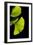 Gingko I-Philippe Sainte-Laudy-Framed Photographic Print