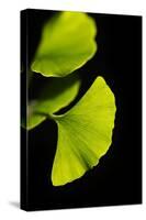 Gingko I-Philippe Sainte-Laudy-Stretched Canvas