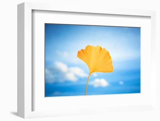 Gingko in the Sky-Philippe Saint-Laudy-Framed Photographic Print