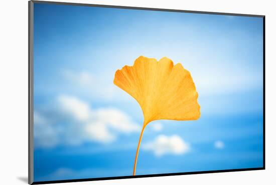 Gingko in the Sky-Philippe Saint-Laudy-Mounted Photographic Print