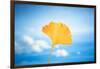 Gingko in the Sky-Philippe Saint-Laudy-Framed Photographic Print