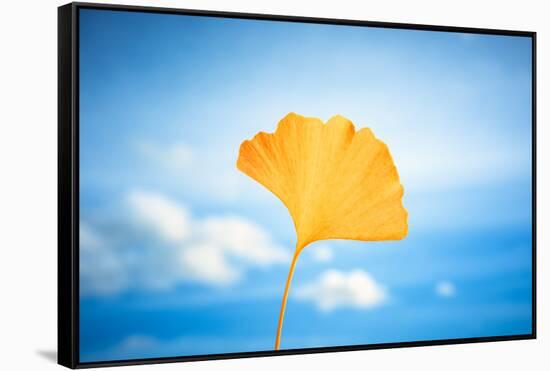 Gingko in the Sky-Philippe Saint-Laudy-Framed Stretched Canvas