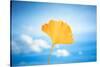 Gingko in the Sky-Philippe Saint-Laudy-Stretched Canvas
