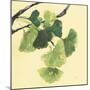 Gingko Leaves I Dark-Chris Paschke-Mounted Art Print