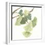 Gingko Leaves I on White-Chris Paschke-Framed Art Print