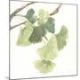 Gingko Leaves I on White-Chris Paschke-Mounted Art Print