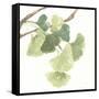 Gingko Leaves I on White-Chris Paschke-Framed Stretched Canvas