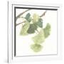 Gingko Leaves I on White-Chris Paschke-Framed Giclee Print