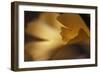 Gingko Leaves I-Rita Crane-Framed Photographic Print