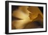 Gingko Leaves I-Rita Crane-Framed Photographic Print