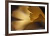 Gingko Leaves I-Rita Crane-Framed Photographic Print