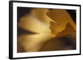 Gingko Leaves I-Rita Crane-Framed Photographic Print