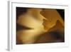 Gingko Leaves I-Rita Crane-Framed Photographic Print