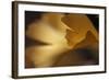 Gingko Leaves I-Rita Crane-Framed Photographic Print