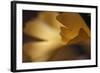 Gingko Leaves I-Rita Crane-Framed Photographic Print