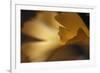 Gingko Leaves I-Rita Crane-Framed Photographic Print