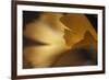 Gingko Leaves I-Rita Crane-Framed Photographic Print