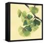 Gingko Leaves II Dark-Chris Paschke-Framed Stretched Canvas