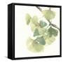 Gingko Leaves II on White-Chris Paschke-Framed Stretched Canvas