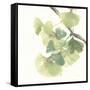 Gingko Leaves II on White-Chris Paschke-Framed Stretched Canvas