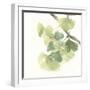 Gingko Leaves II on White-Chris Paschke-Framed Art Print