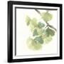 Gingko Leaves II on White-Chris Paschke-Framed Art Print