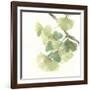 Gingko Leaves II on White-Chris Paschke-Framed Giclee Print