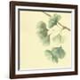 Gingko Leaves III-Chris Paschke-Framed Art Print