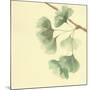 Gingko Leaves III-Chris Paschke-Mounted Art Print