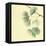 Gingko Leaves III-Chris Paschke-Framed Stretched Canvas