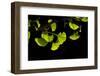 Gingko Leaves in Spring-Philippe Sainte-Laudy-Framed Photographic Print