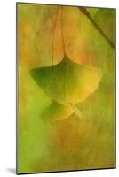 Gingko Love-Philippe Sainte-Laudy-Mounted Photographic Print