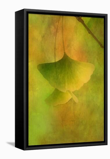 Gingko Love-Philippe Sainte-Laudy-Framed Stretched Canvas