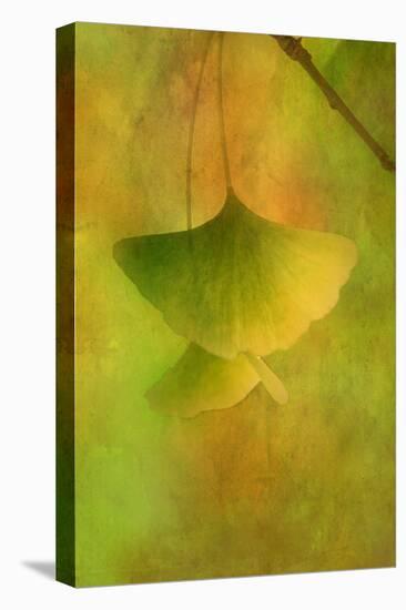 Gingko Love-Philippe Sainte-Laudy-Stretched Canvas