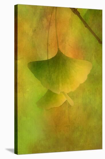Gingko Love-Philippe Sainte-Laudy-Stretched Canvas