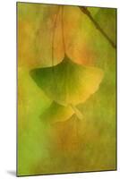 Gingko Love-Philippe Sainte-Laudy-Mounted Photographic Print