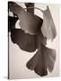 Gingko Sepia-Debra Van Swearingen-Stretched Canvas