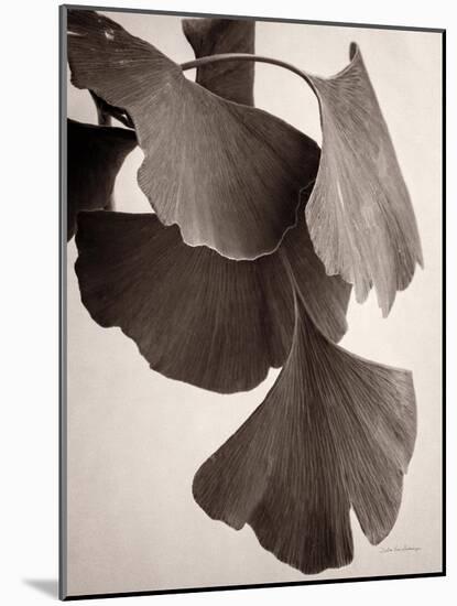 Gingko Sepia-Debra Van Swearingen-Mounted Art Print