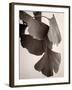 Gingko Sepia-Debra Van Swearingen-Framed Art Print