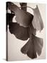 Gingko Sepia-Debra Van Swearingen-Stretched Canvas