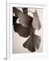 Gingko Sepia-Debra Van Swearingen-Framed Art Print