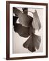 Gingko Sepia-Debra Van Swearingen-Framed Art Print