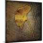 Gingko-John W^ Golden-Mounted Giclee Print