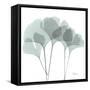 Gingko-Albert Koetsier-Framed Stretched Canvas